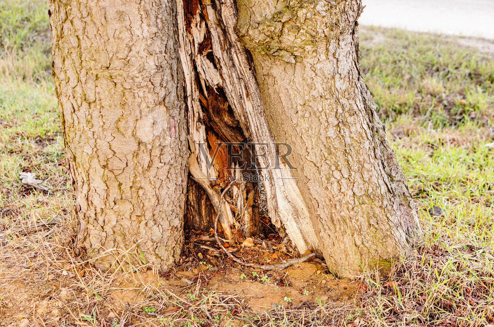 森林里树干的特写镜头照片摄影图片