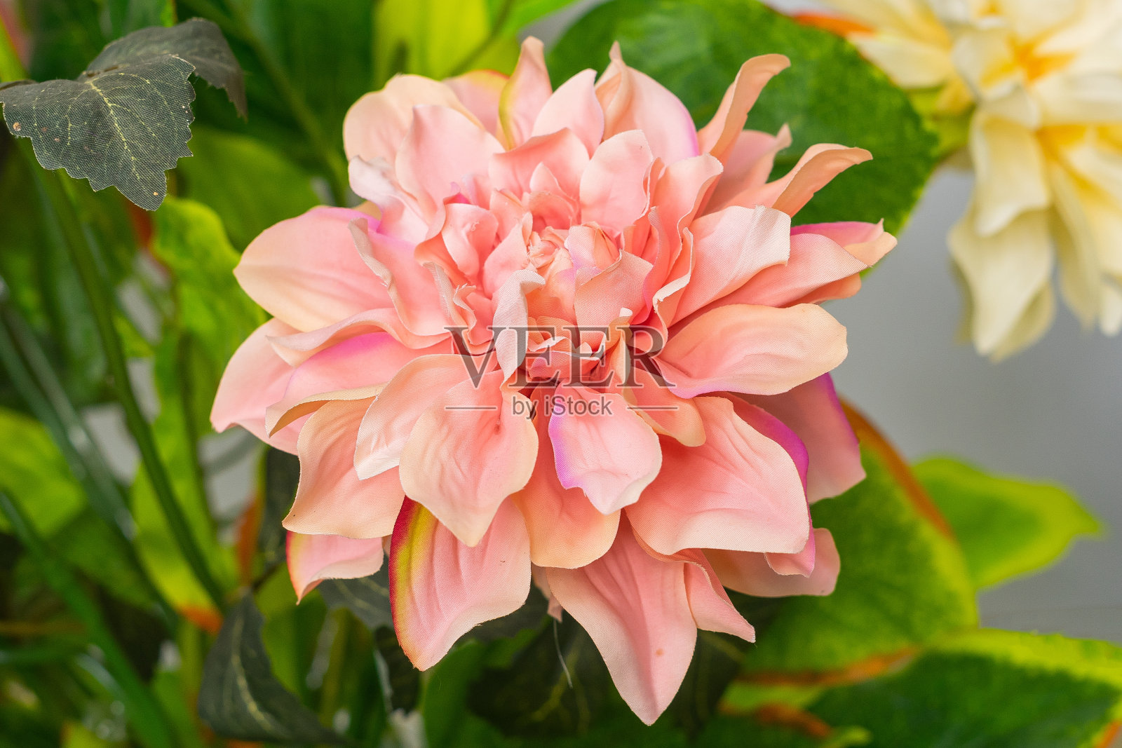 花照片摄影图片