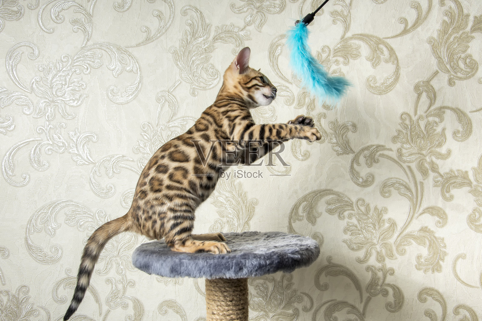 一只小孟加拉猫用后腿站立着，玩着一个蓝色的毛绒玩具。米色背景。照片摄影图片
