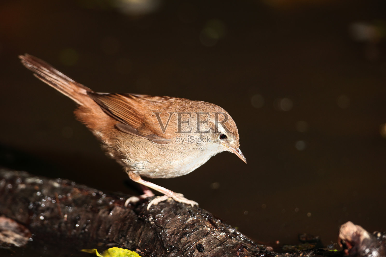 马耳他，地中海，雄性塞蒂莺照片摄影图片