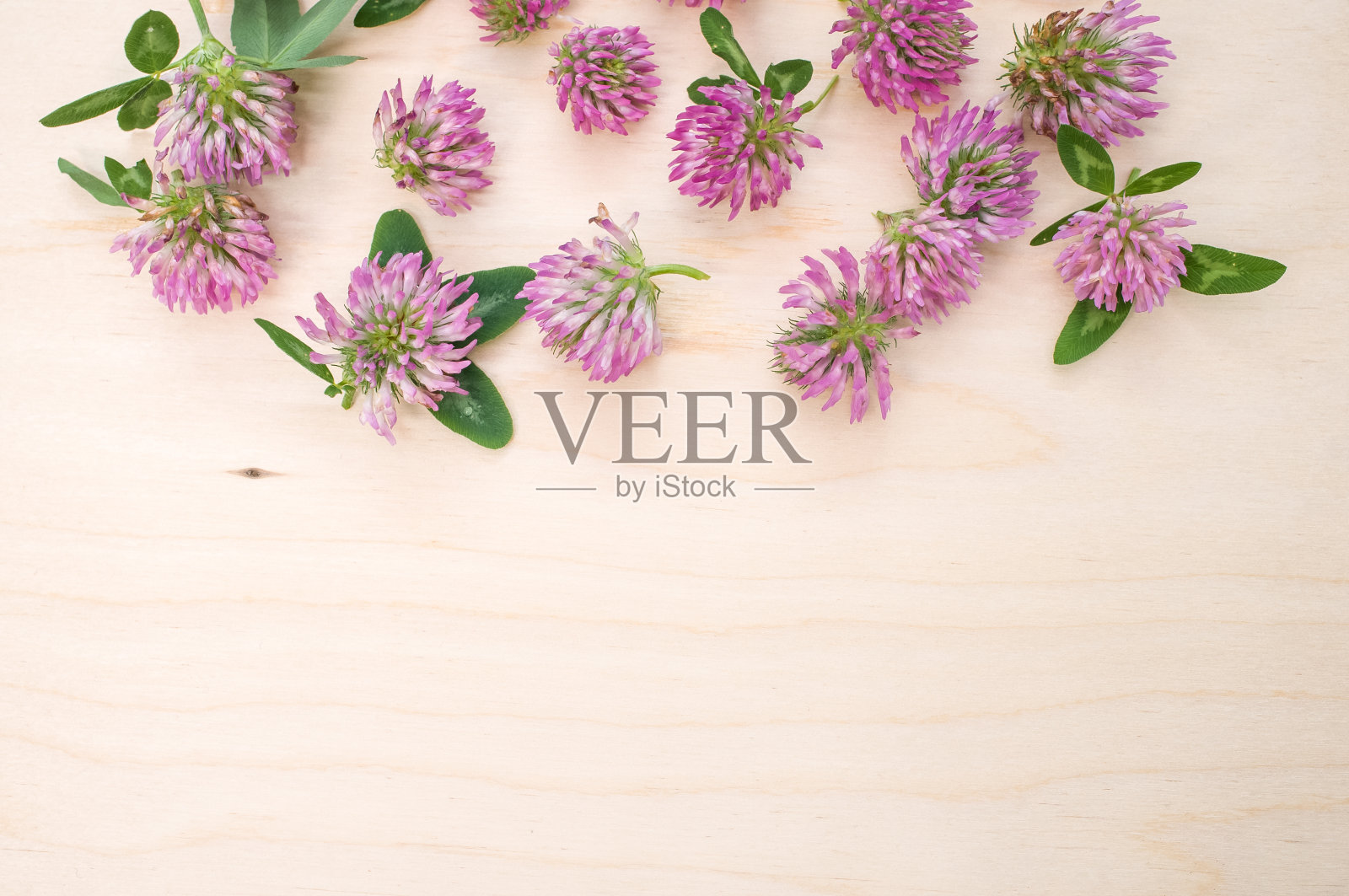 新鲜的红色三叶草花在木制表面的顶部视图照片摄影图片