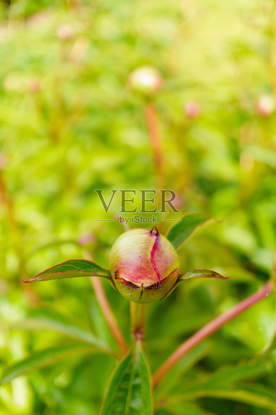 牡丹(paonia officinalis)芽的特写照片摄影图片