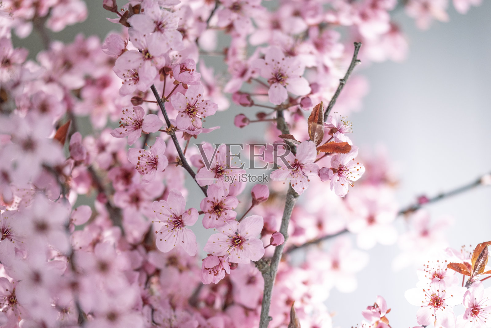 春天的时间。春天美丽的盛开在粉红色和紫色的背景颜色。粉红色的开花树枝。开花树枝春天壁纸。照片摄影图片