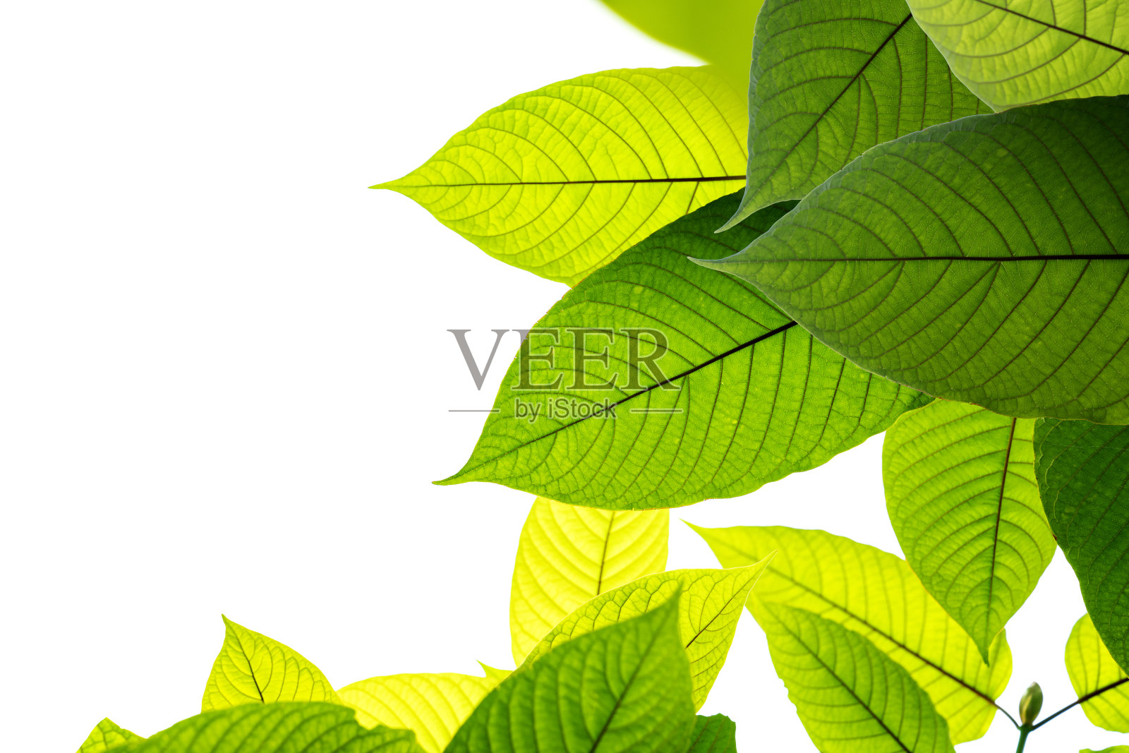 Kratom留下绿叶植物照片摄影图片