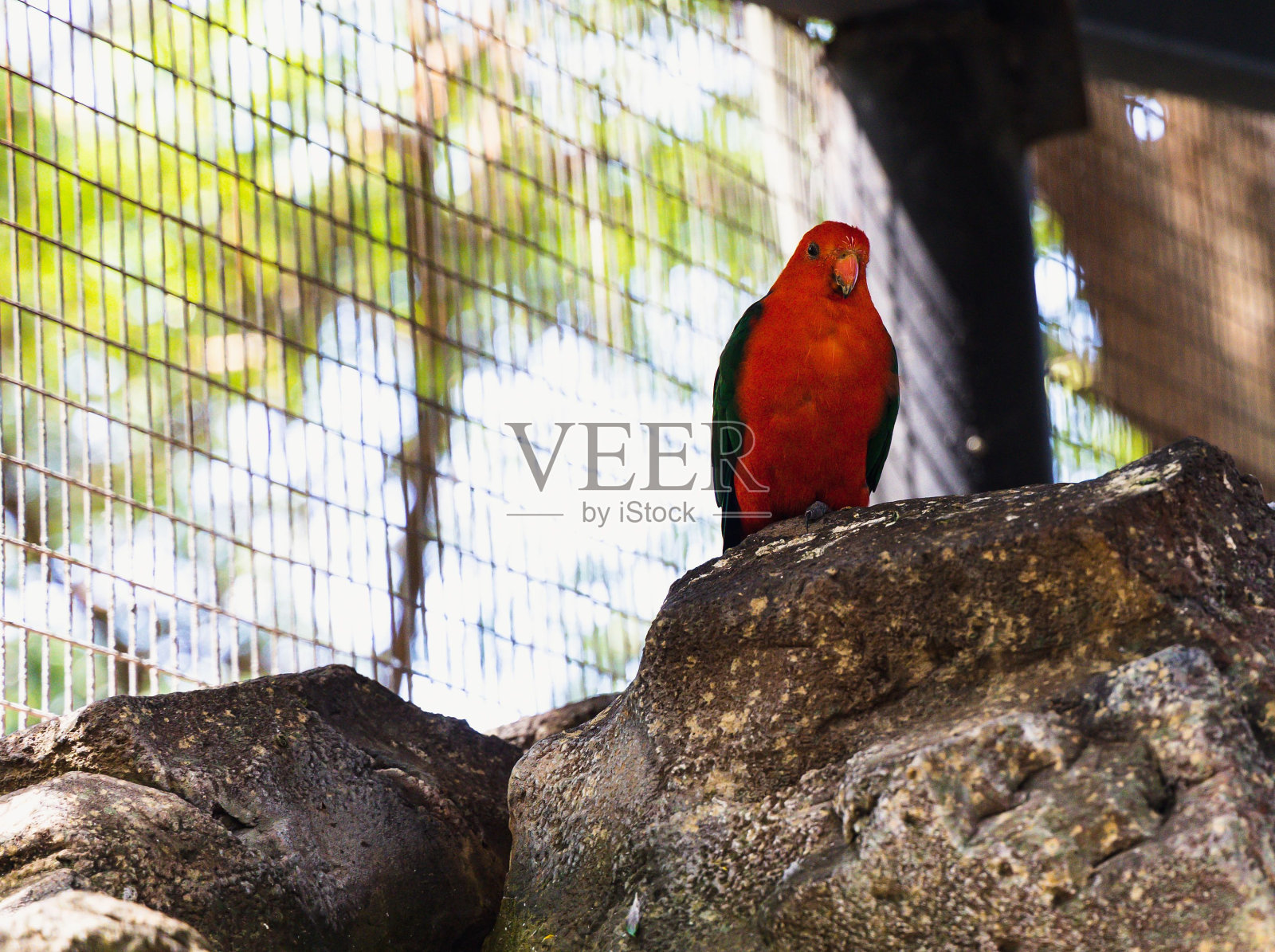 澳大利亚国王鹦鹉的特写图像照片摄影图片