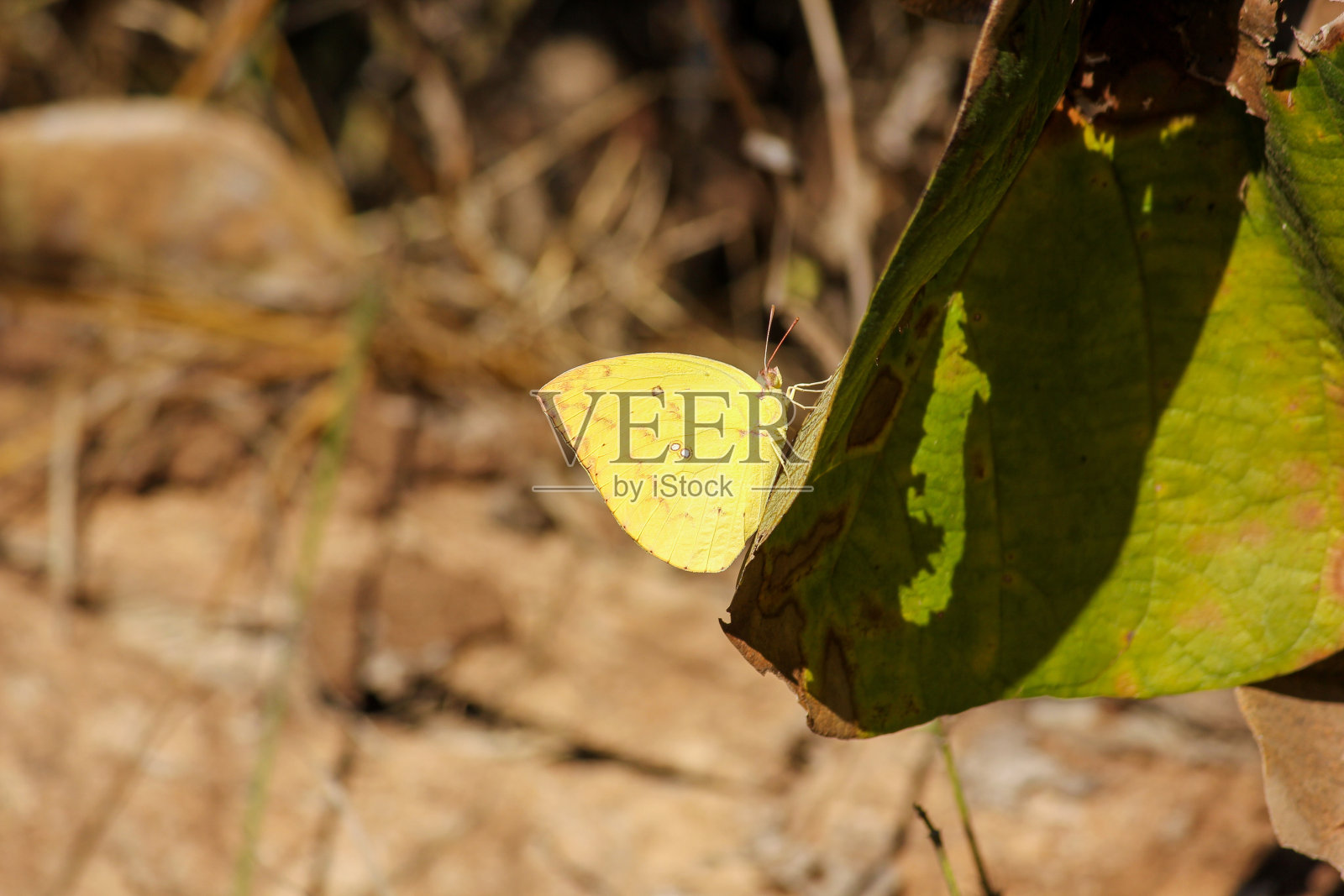 阳光下叶子上美丽的柠檬草蝴蝶。照片摄影图片