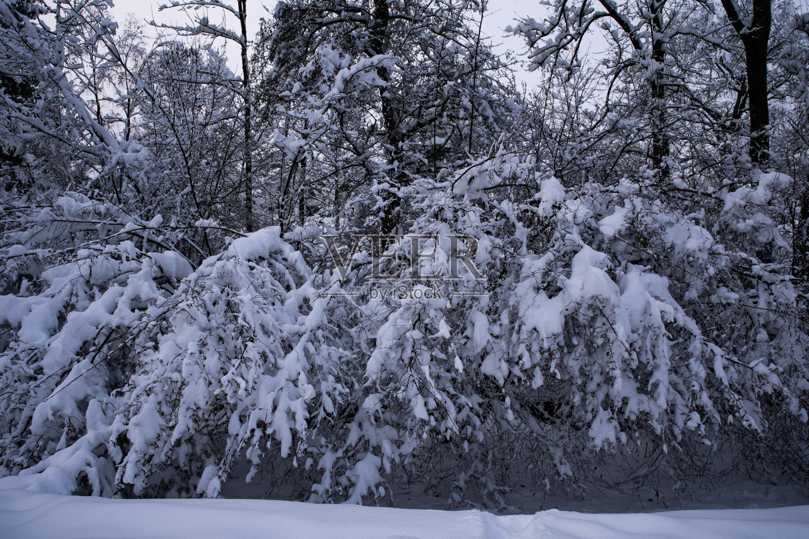 冰封的湖泊，冬天被冰雪覆盖的树木环绕照片摄影图片