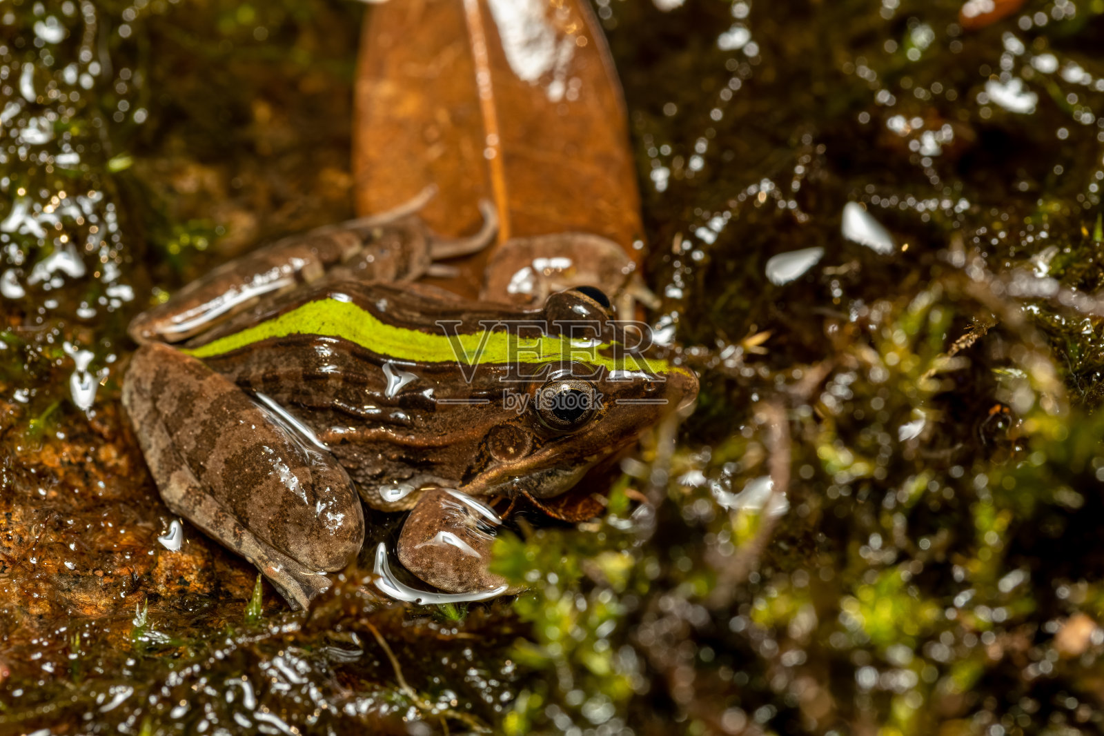 Mascarene草蛙，Ptychadena mascareniensis, Ambalavao, Andringitra国家公园，马达加斯加野生动物照片摄影图片