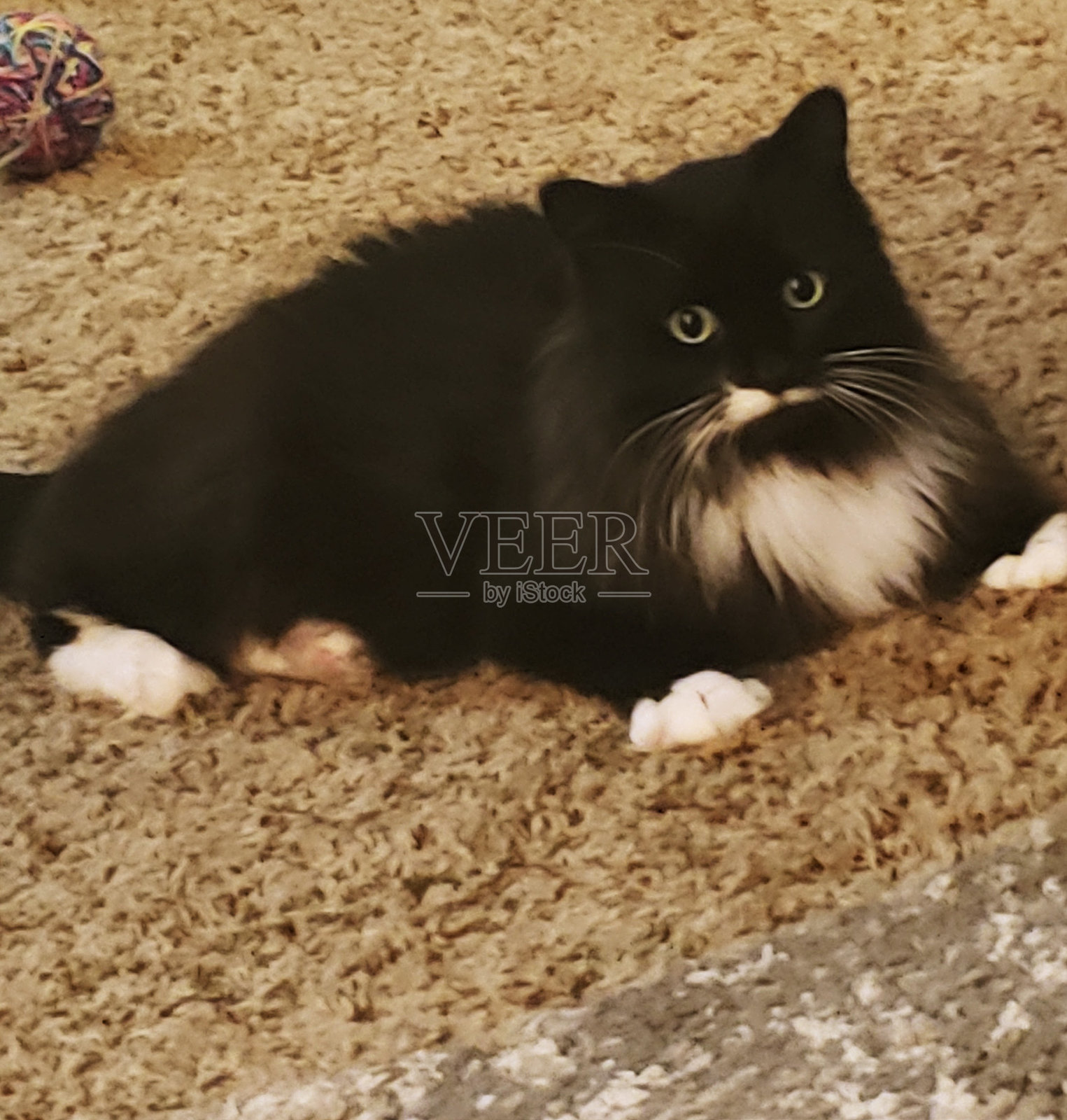 Izzy，燕尾服，西伯利亚人照片摄影图片