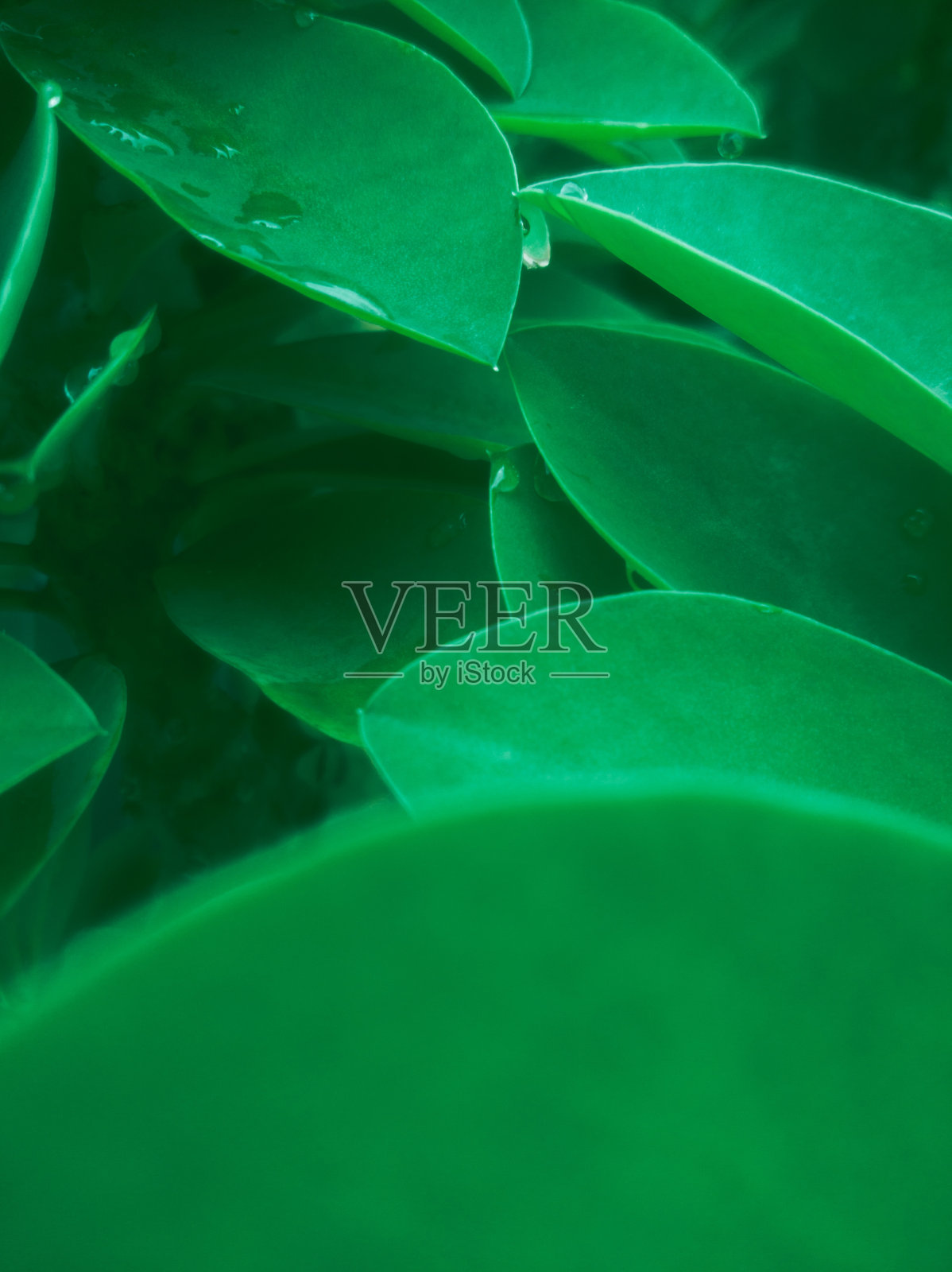 绿色的树叶照片摄影图片