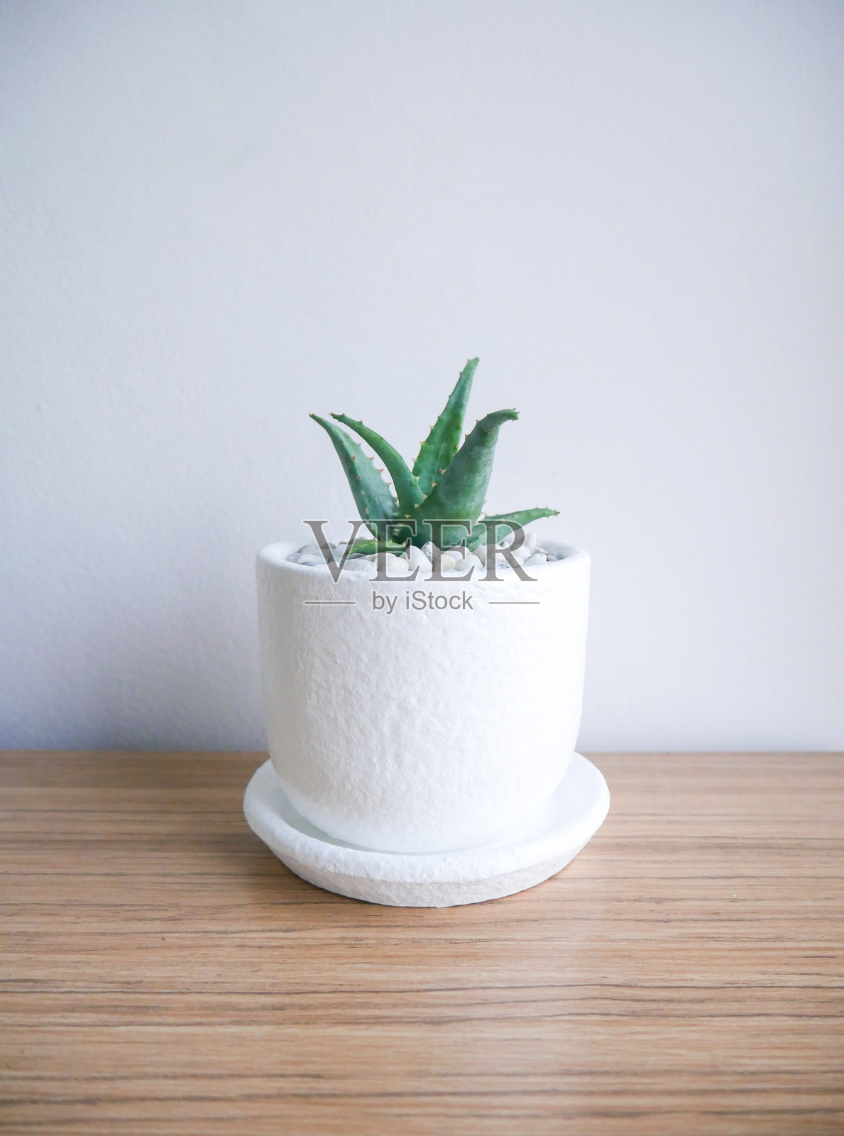 可用于家居及园林装饰。在白色的房间里种植植物。照片摄影图片