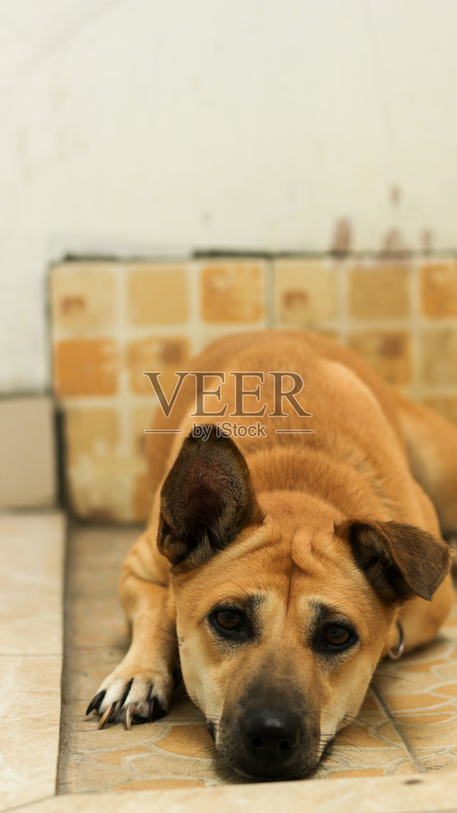 棕色的狗躺下，准备睡觉，累了照片摄影图片