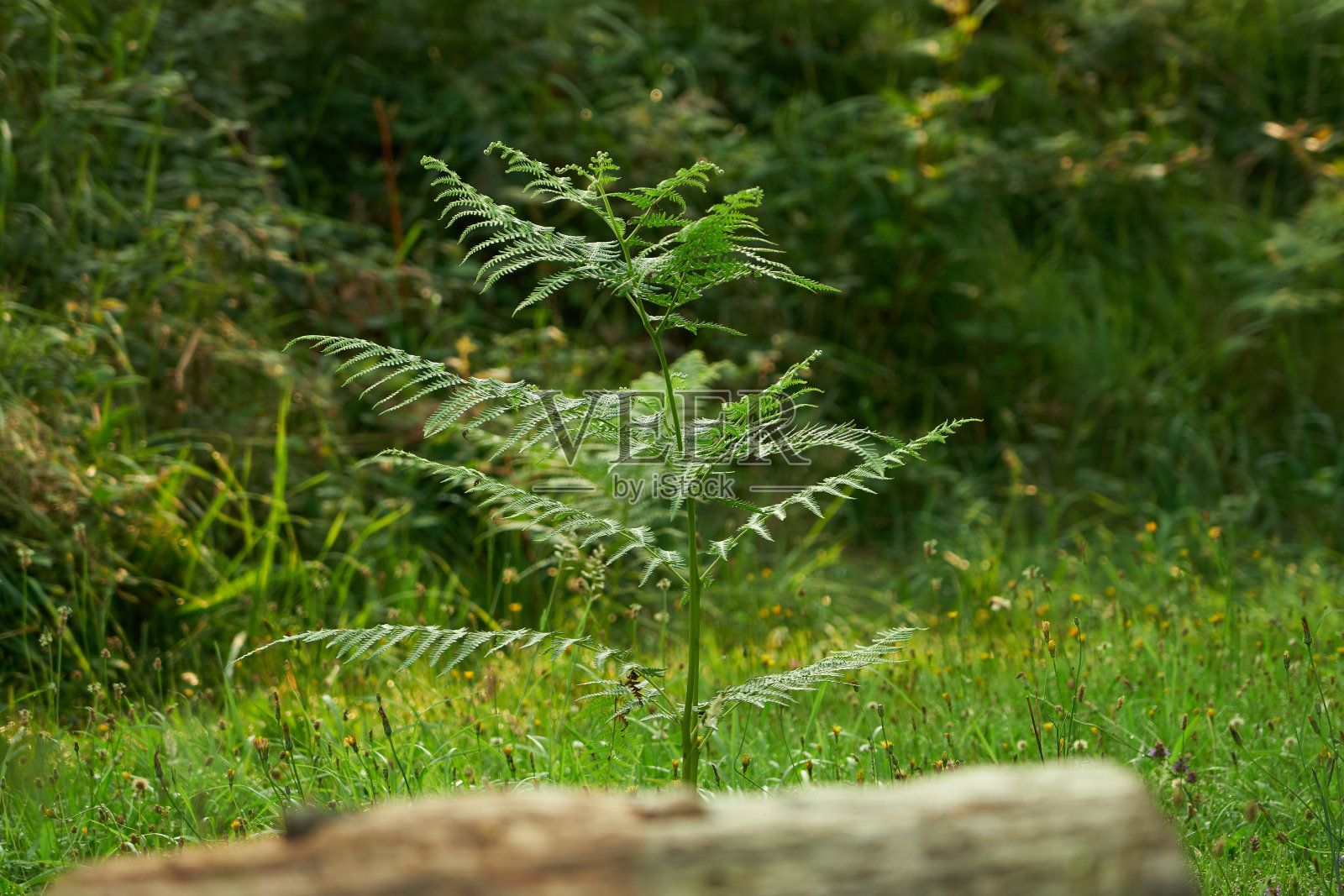 长叶子的绿色植物照片摄影图片