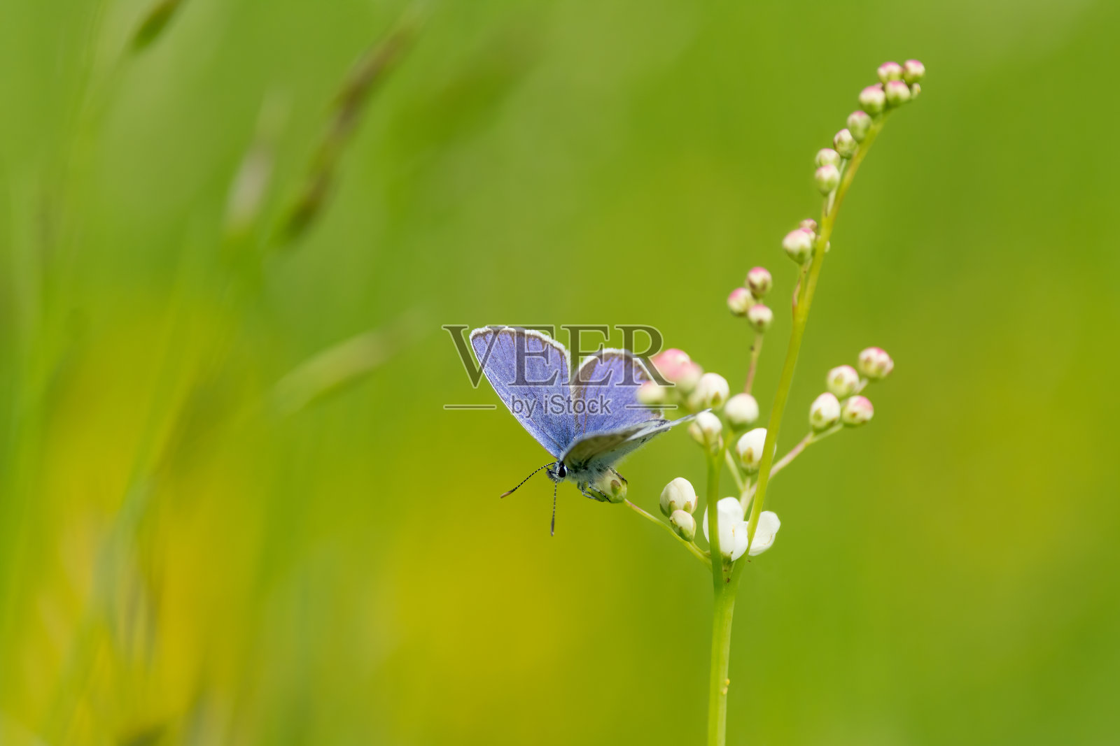 银色条纹的蓝色蝴蝶(Plebejus argus)栖息在一朵白色的花朵上照片摄影图片