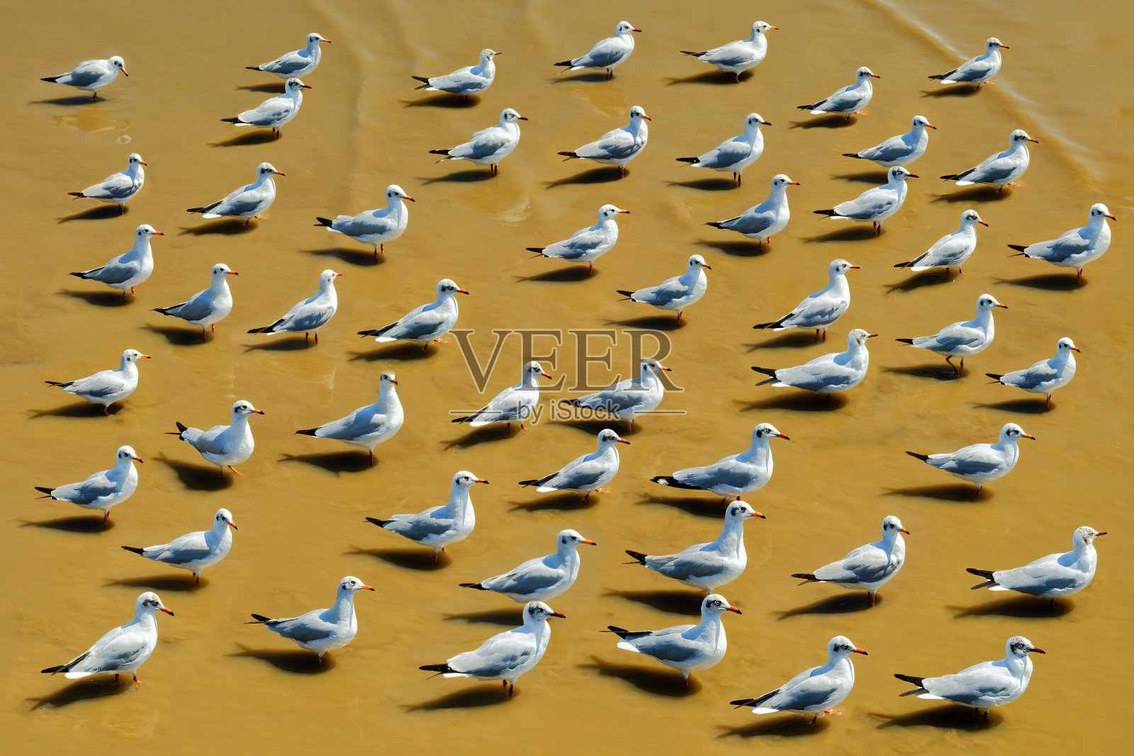 退潮时，一群海鸥站在岸边照片摄影图片