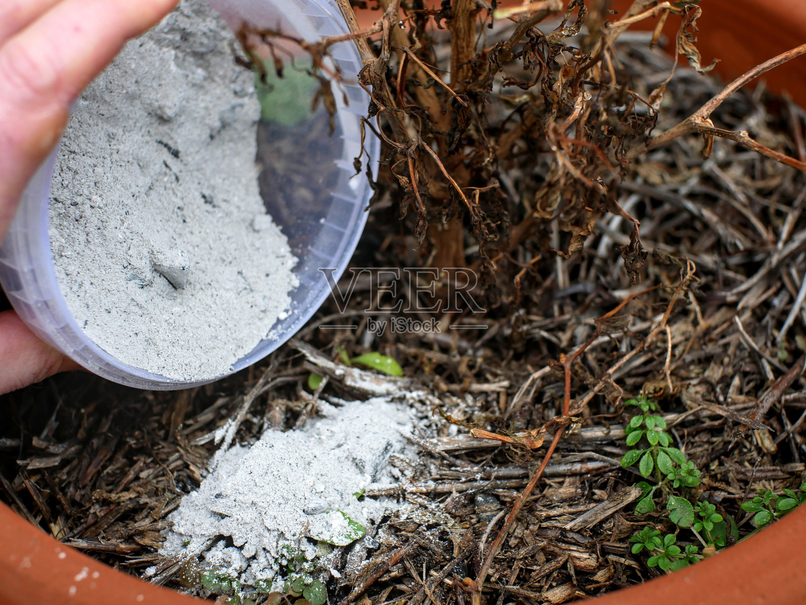 把灰倒在地上以改善土壤照片摄影图片