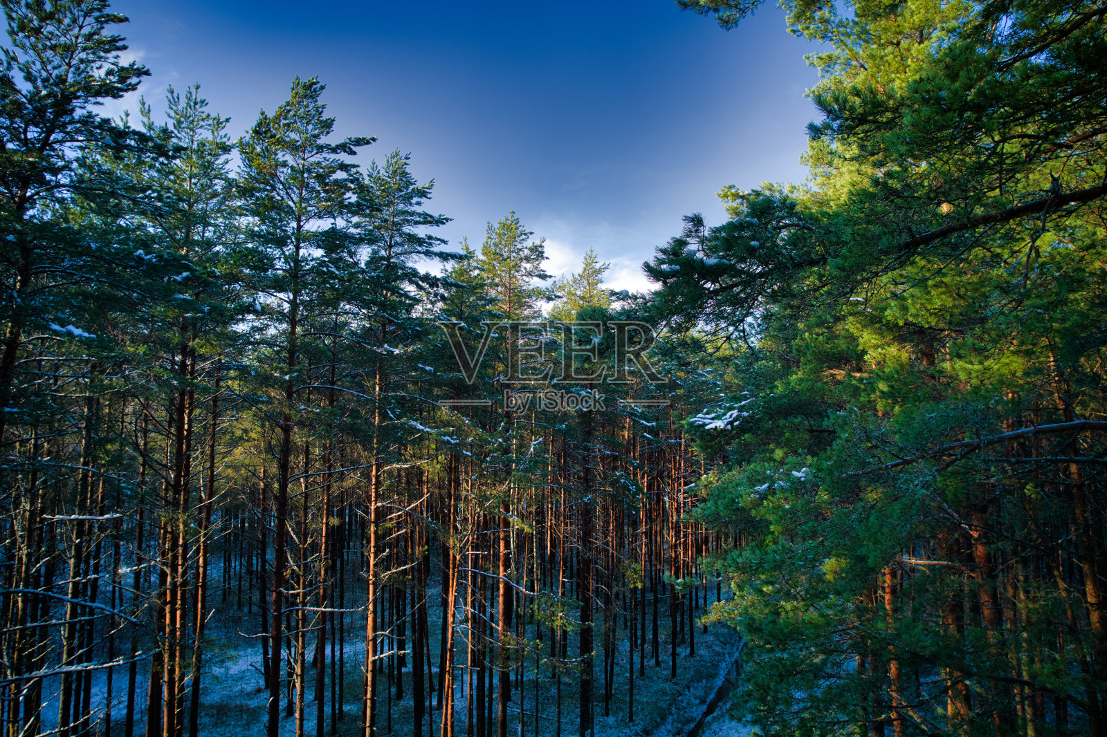 无人机拍摄的黄金时代的森林和小树林照片摄影图片