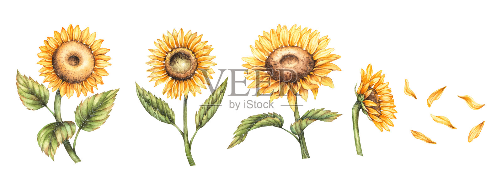 水彩画向日葵花在白色的背景设计元素图片