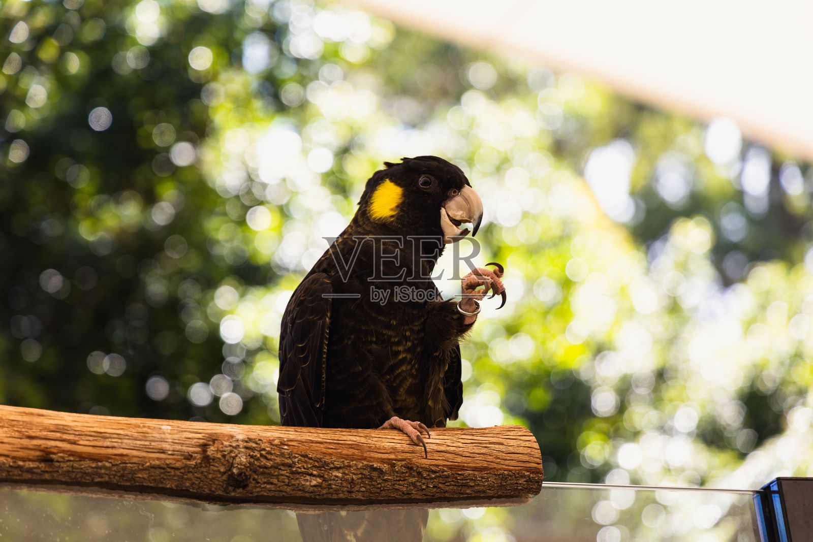 黄尾黑凤头鹦鹉的特写是一只大凤头鹦鹉。照片摄影图片