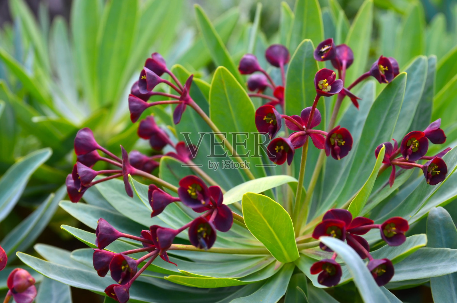 盛开的塔白巴杜鹃花或大戟香脂原产于加那利群岛，是兰萨罗特岛的象征。设计的自然背景。照片摄影图片