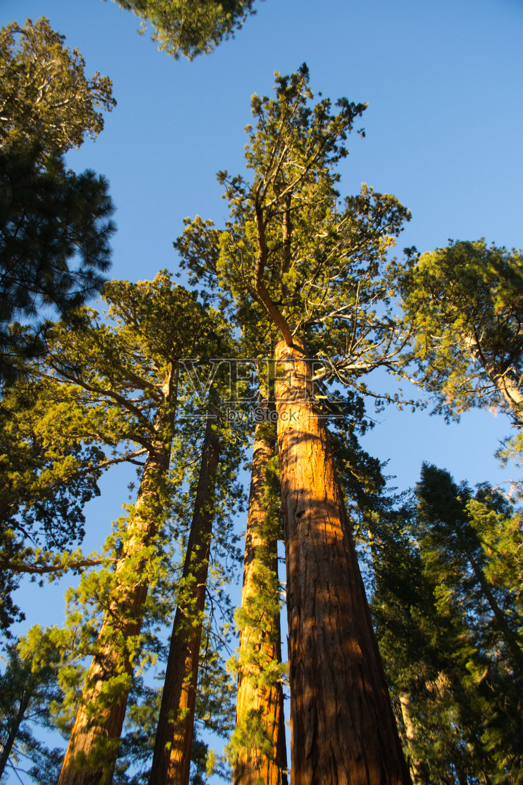蓝色天空下的红杉树的垂直镜头照片摄影图片