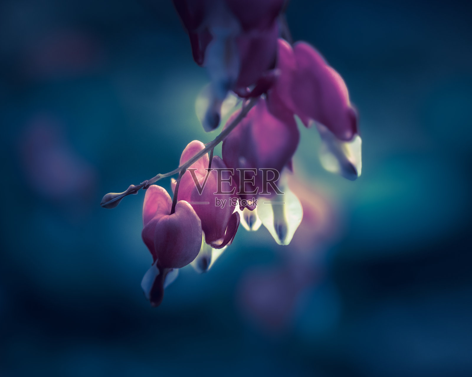 在明亮模糊的背景上，特写拍摄了美丽的紫色狄森特花照片摄影图片