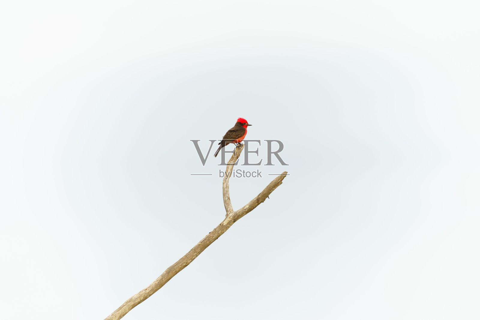 白色背景下树枝上的朱红色捕蝇鸟照片摄影图片