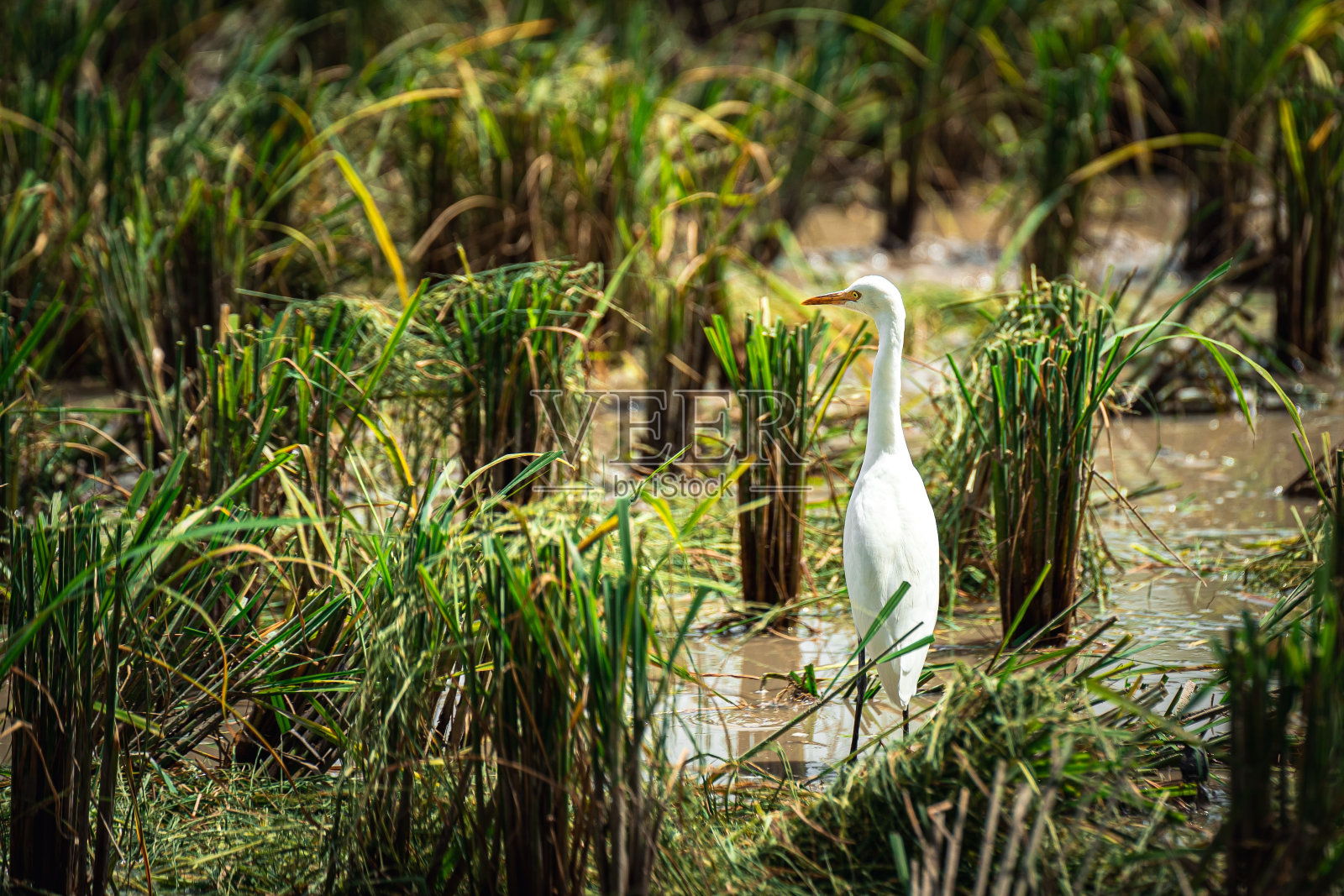 白鹭栖息在农田的泥上照片摄影图片