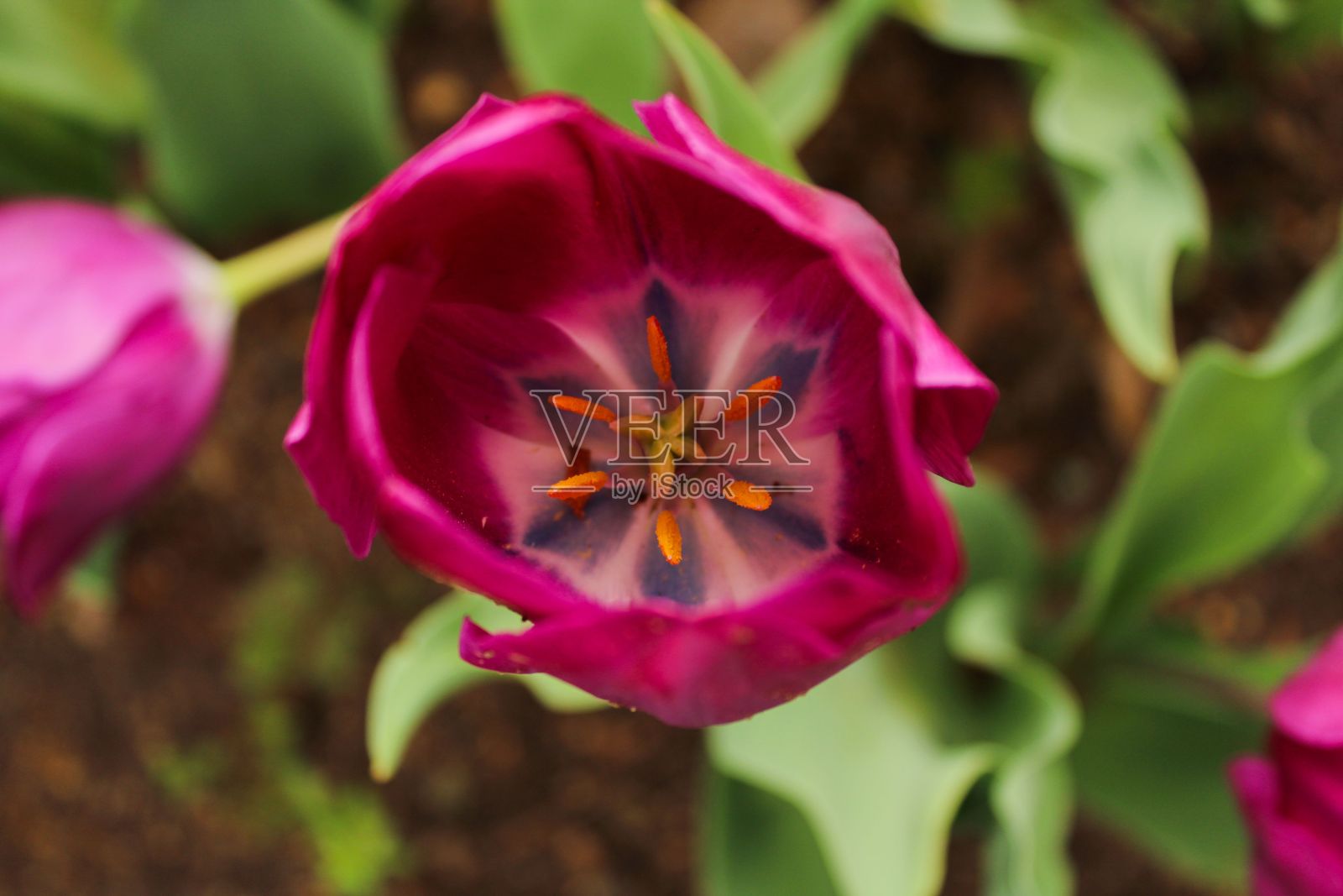 一个盛开的亮粉色郁金香的细节特写镜头照片摄影图片