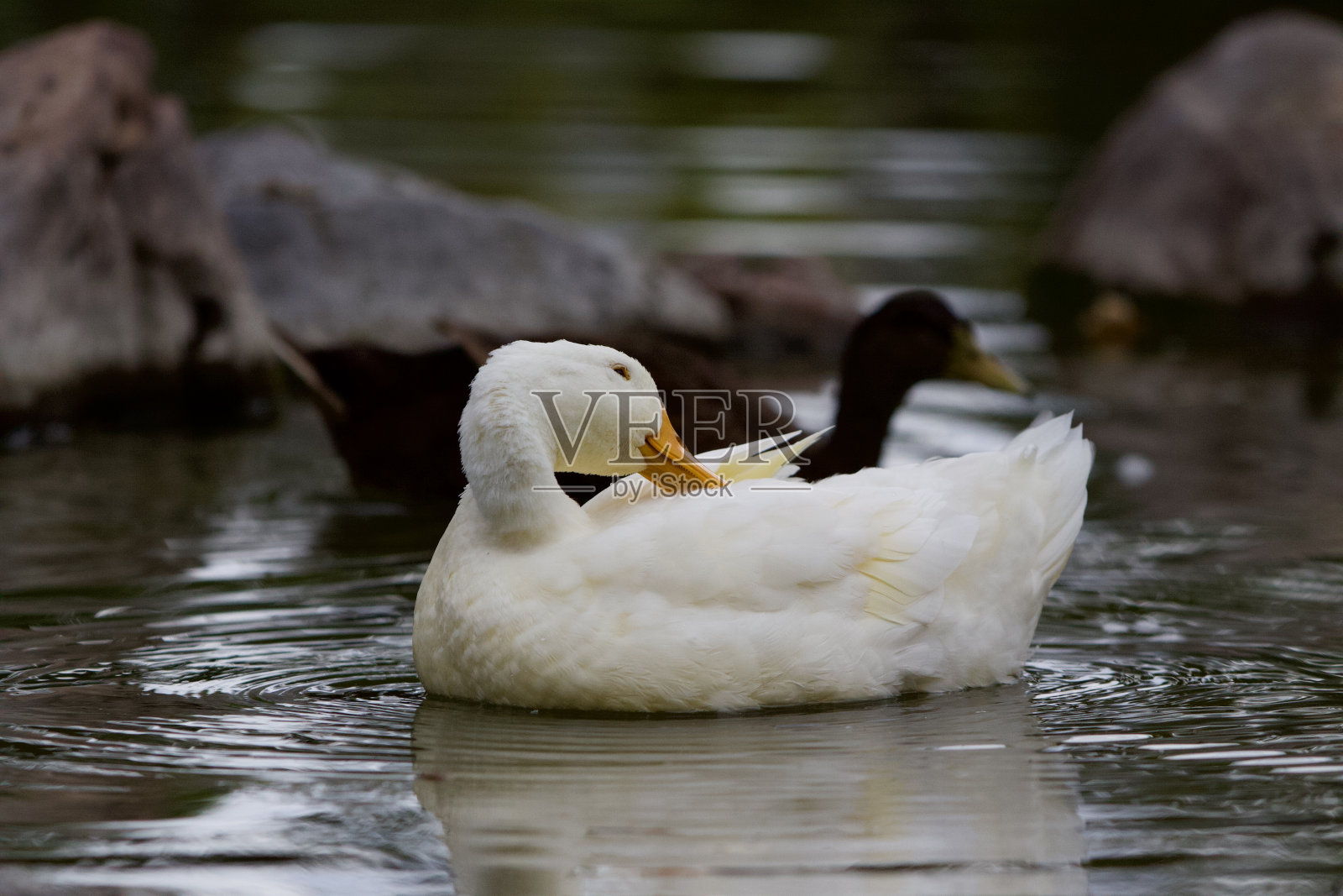 在一个模糊的背景下，可爱的鸭子在公园的池塘里游泳照片摄影图片