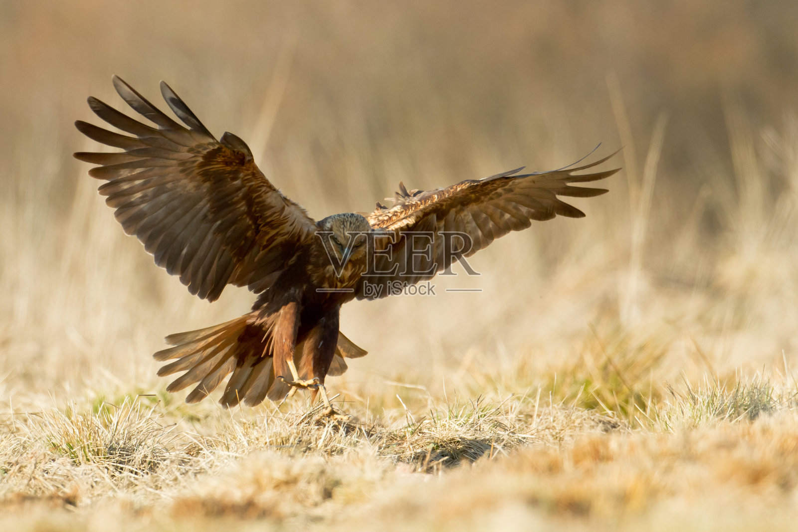 飞禽猛禽沼泽鹞马戏团铜绿，狩猎时间波兰欧洲照片摄影图片