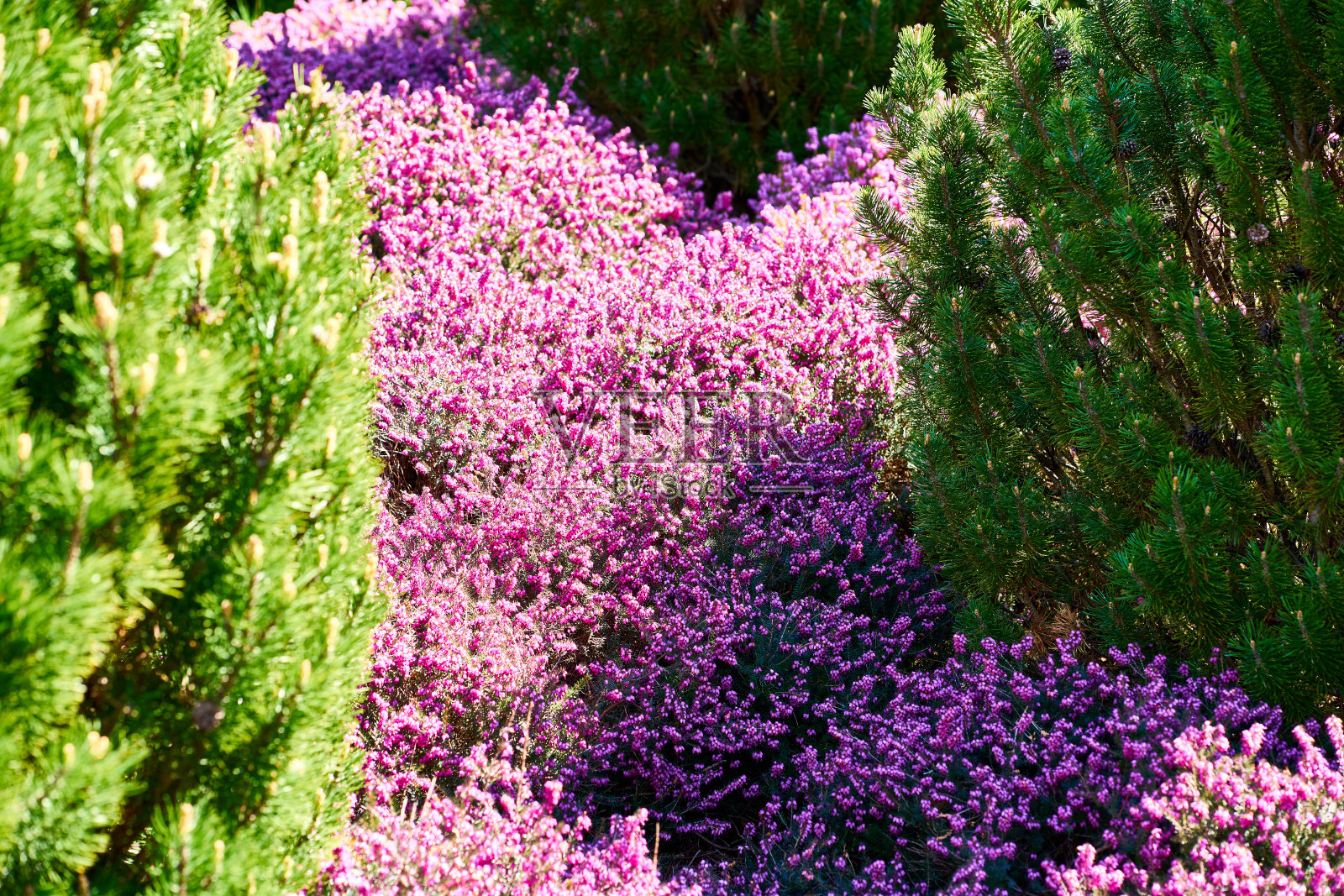 普通石南花照片摄影图片