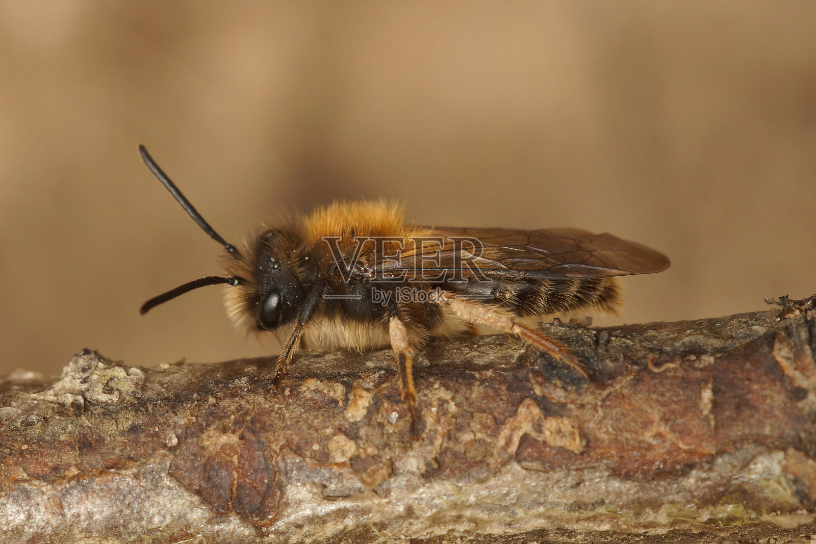 一只雄性克拉克采矿蜂的特写，安德里娜·克拉凯拉照片摄影图片