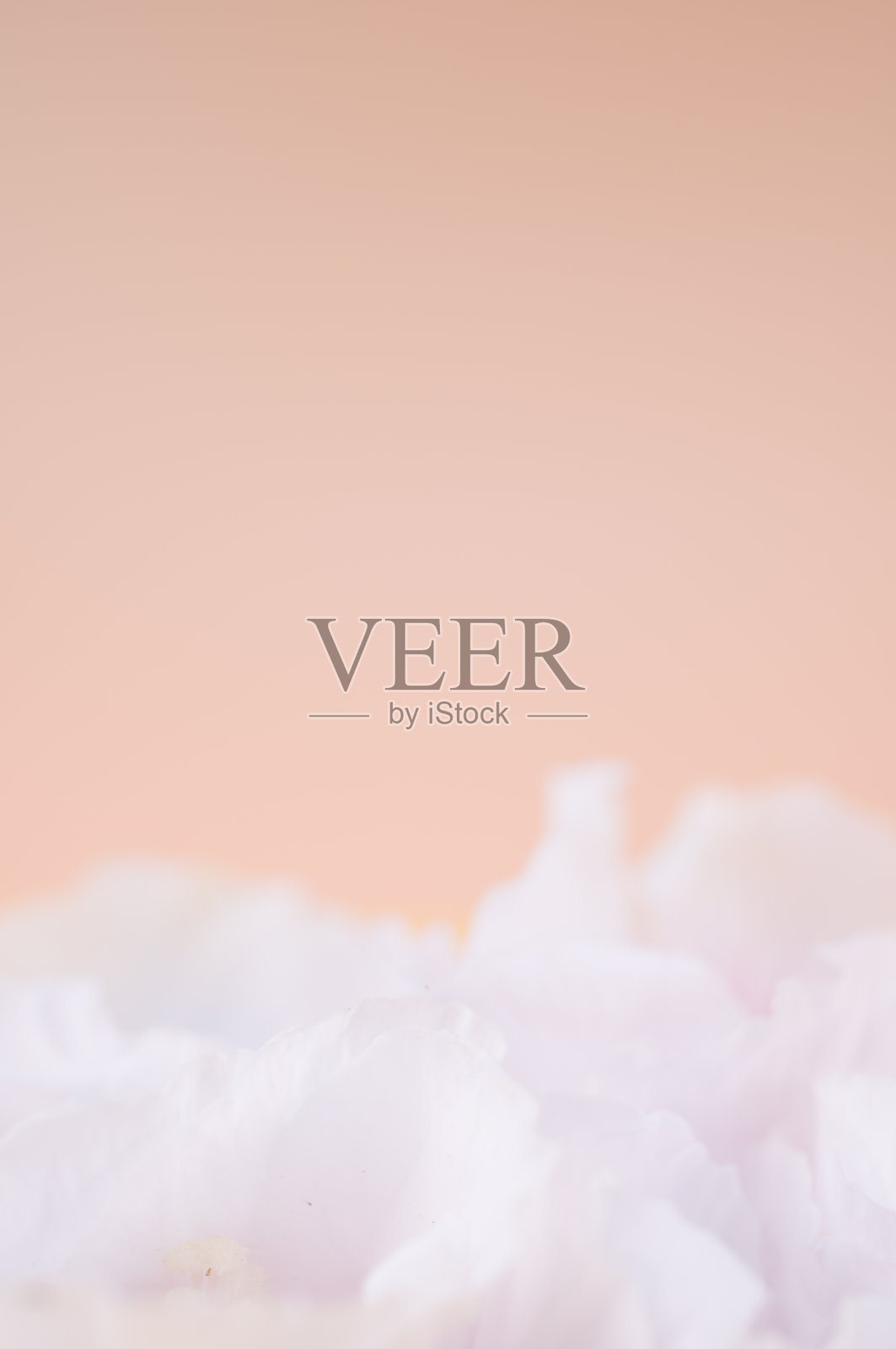 抽象的白色花卉主题在米色的背景照片摄影图片