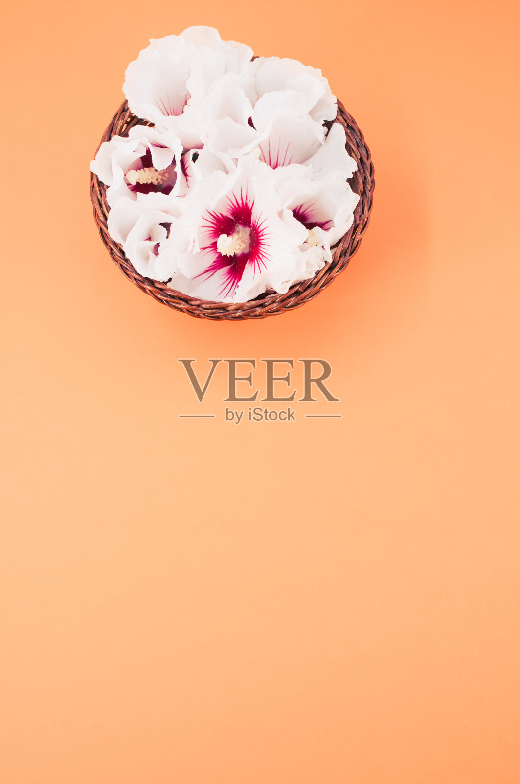 白色和粉红色的木槿花在柳条罐里，橙色的背景照片摄影图片