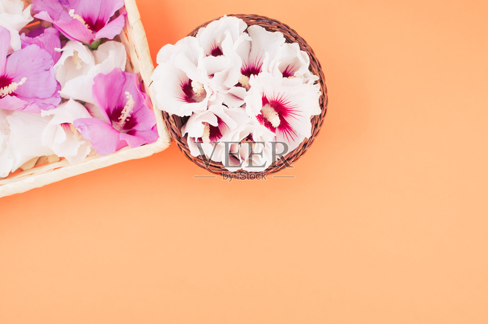白色和粉红色的木槿花在柳条罐里，橙色的背景照片摄影图片