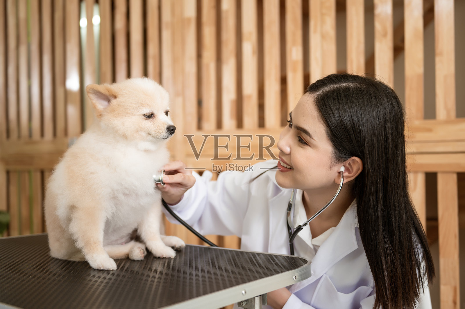 年轻的女兽医与听诊器检查狗在兽医诊所照片摄影图片