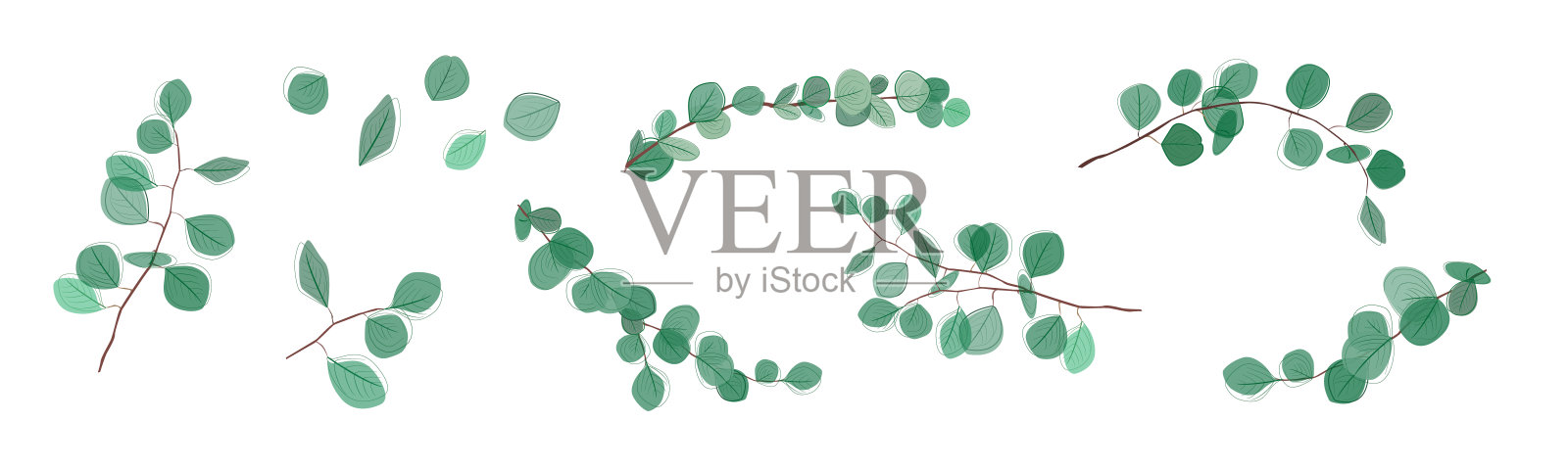 收集桉树枝。桉树银元，自然树叶和树枝设计师艺术热带元素集。手绘，一行桉树叶和树枝。插画图片素材