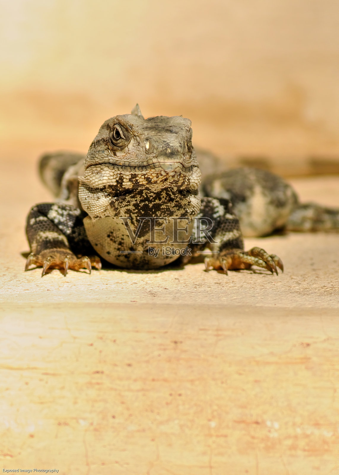 在灯光下，一只蟾蜍在模糊背景下的特写镜头照片摄影图片