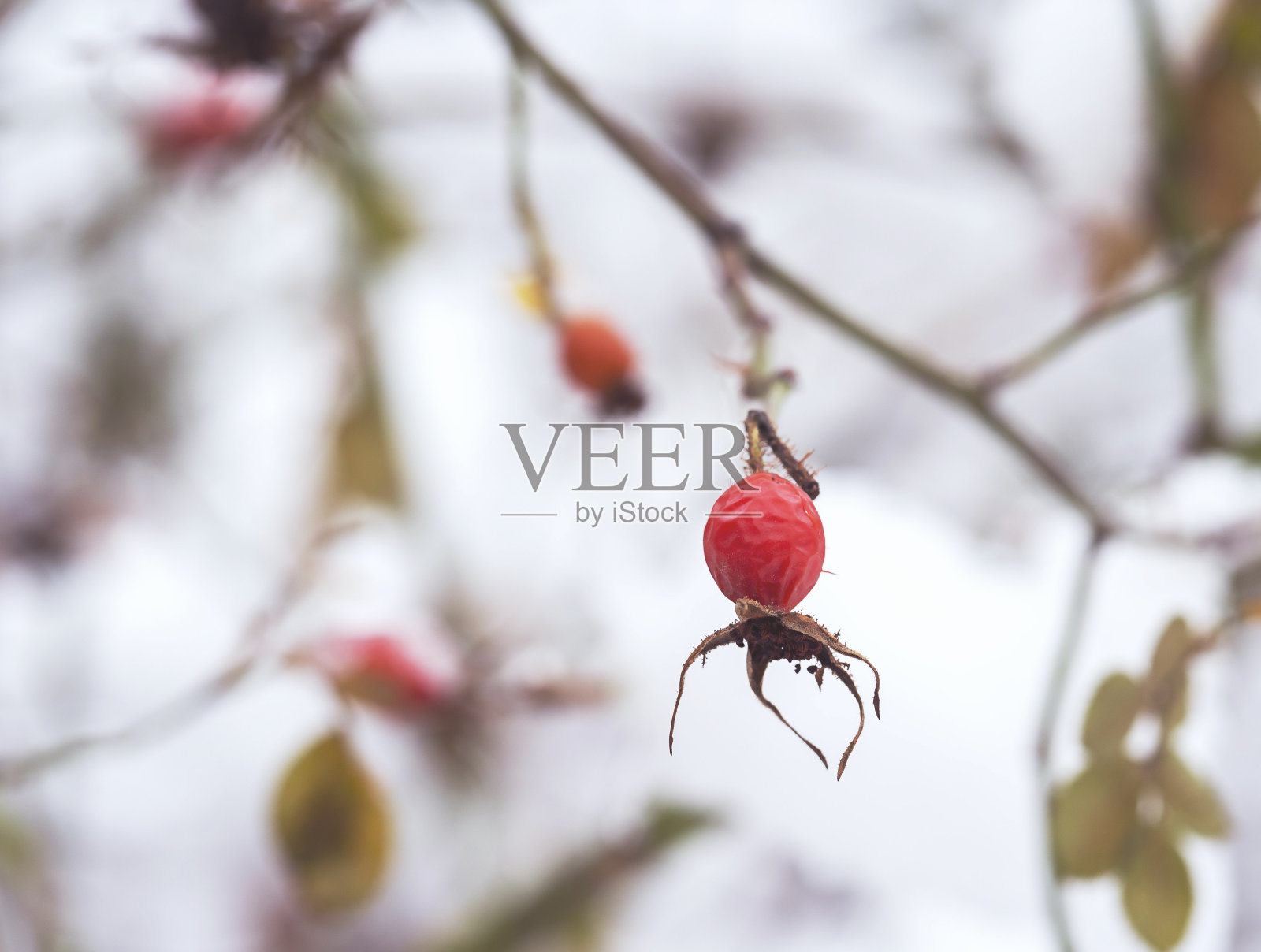 雪中的干红浆果。照片摄影图片