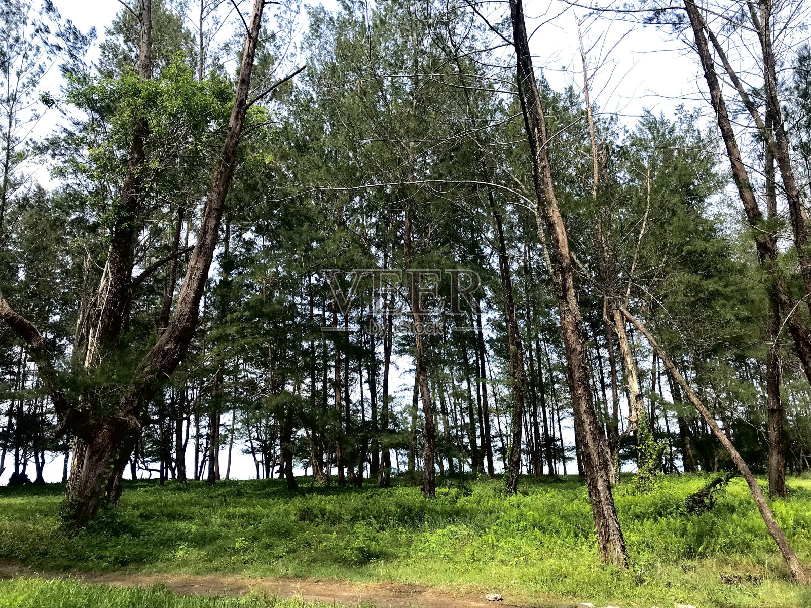 海岸上一棵郁郁葱葱的树的肖像照片摄影图片