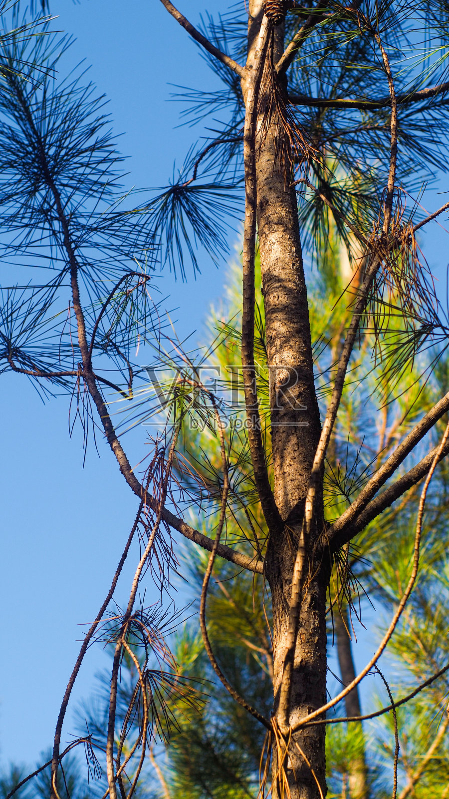 兰德斯松树照片摄影图片
