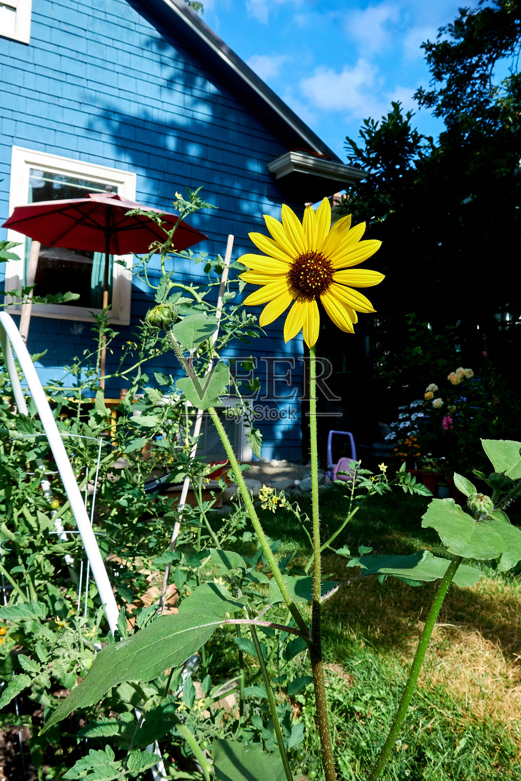 蓝色房子后院花园里的向日葵照片摄影图片