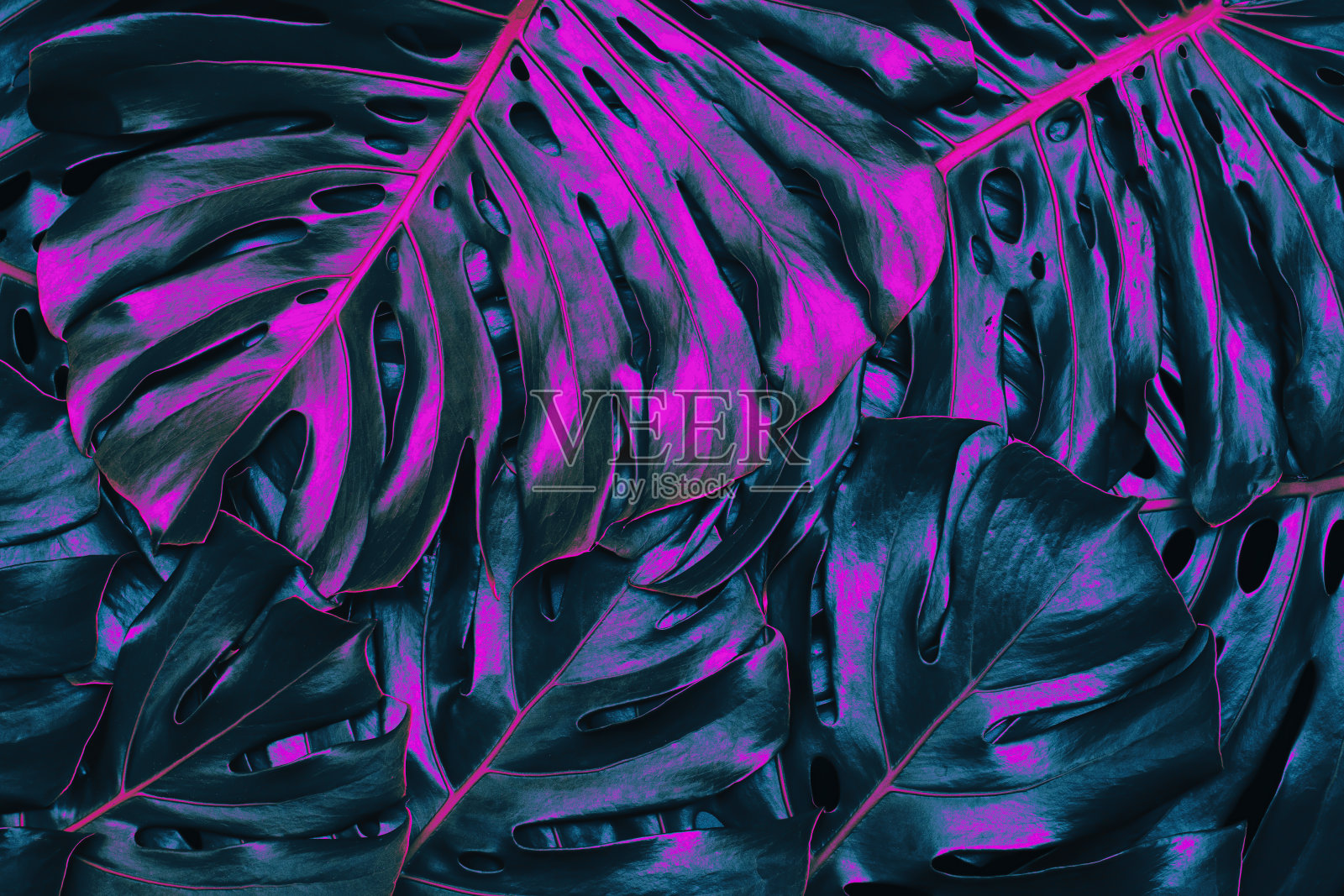 热带树叶背景照片摄影图片