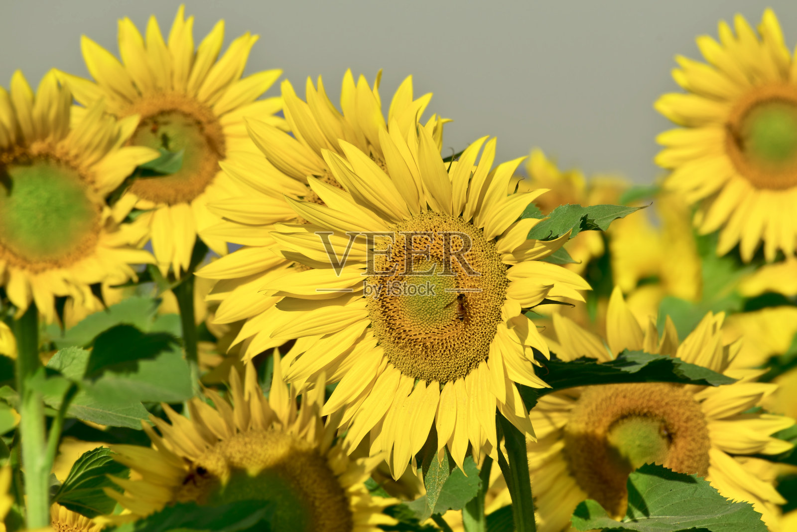 向日葵自然背景，向日葵盛开，向日葵特写照片摄影图片