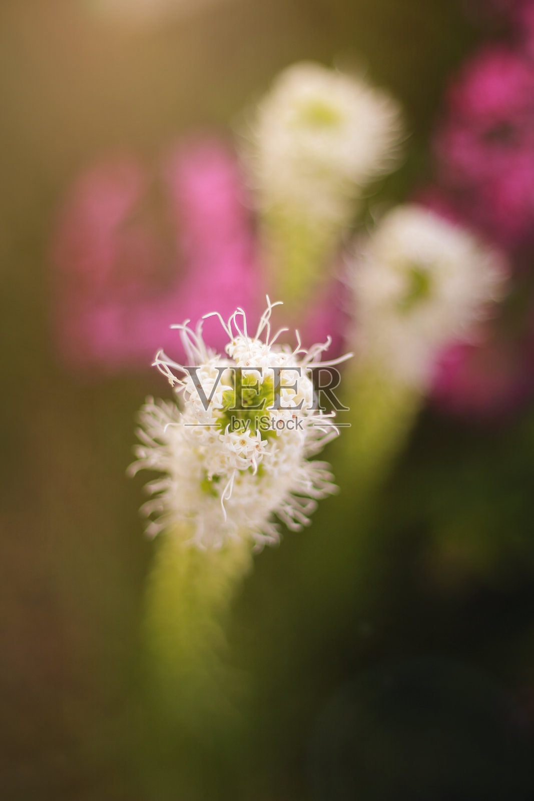 我母亲的花园照片摄影图片