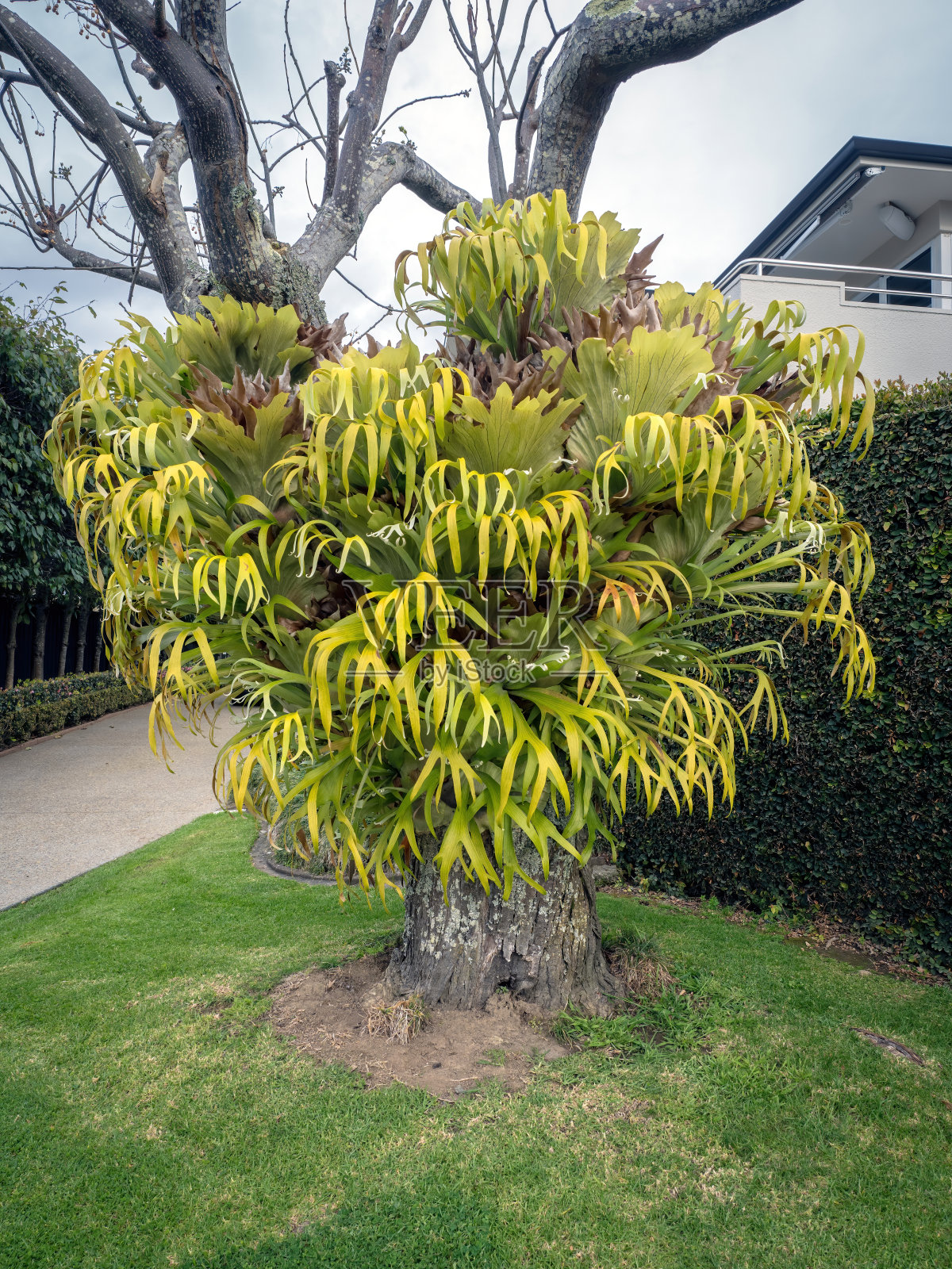麋鹿角蕨（Platycerium bifurcatum）寄生虫照片摄影图片