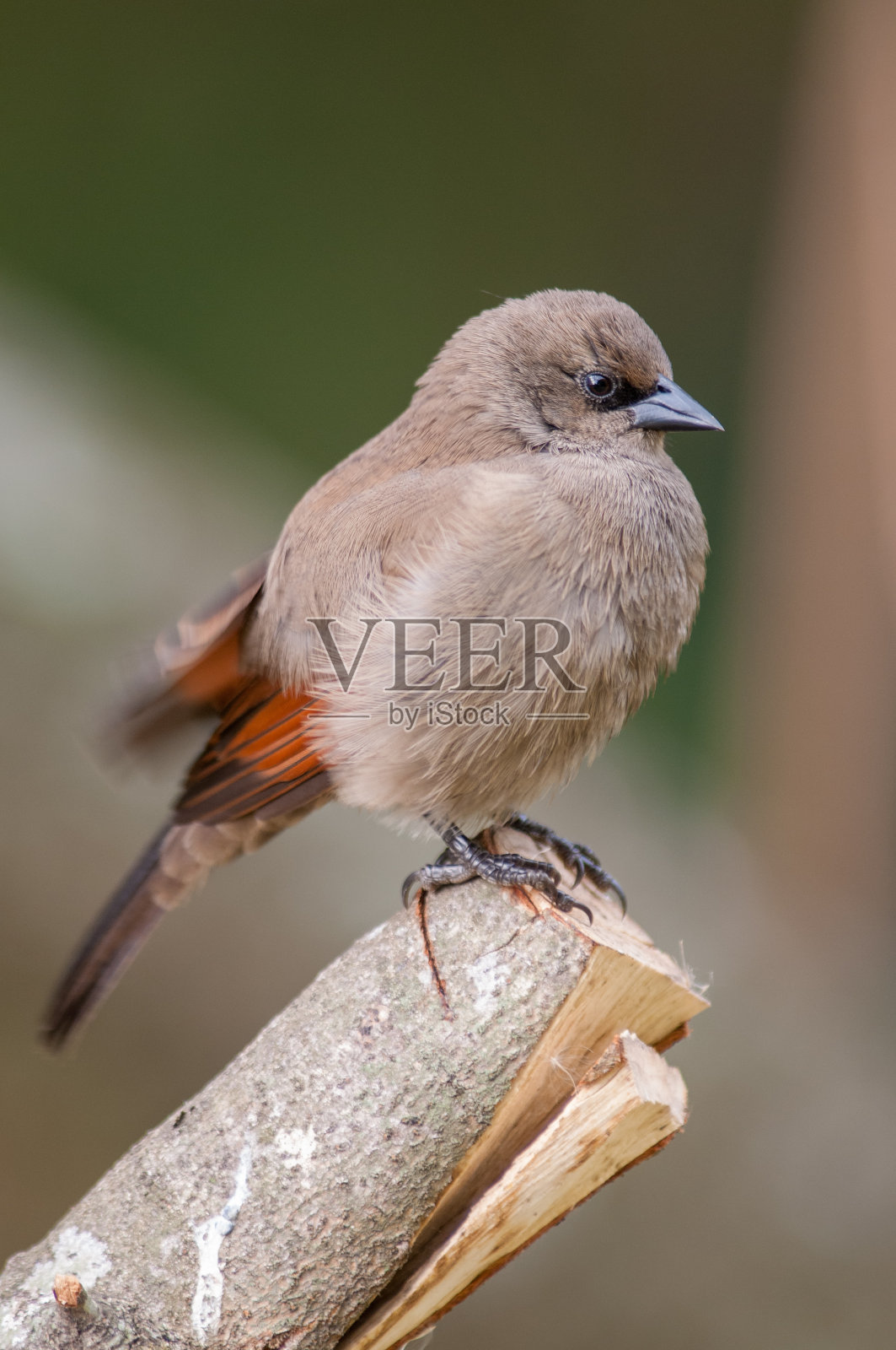 特写镜头，一只胖乎乎的灰色海湾鸟站在一根背景模糊的原木上照片摄影图片