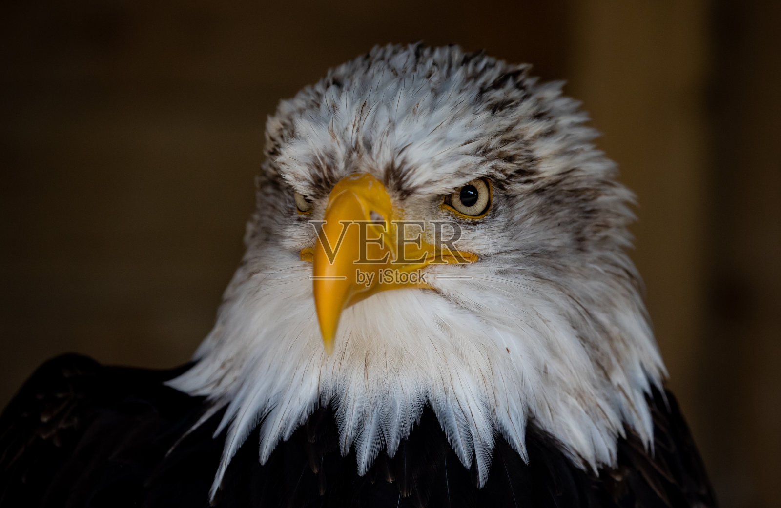 一个秃头的特写镜头照片摄影图片