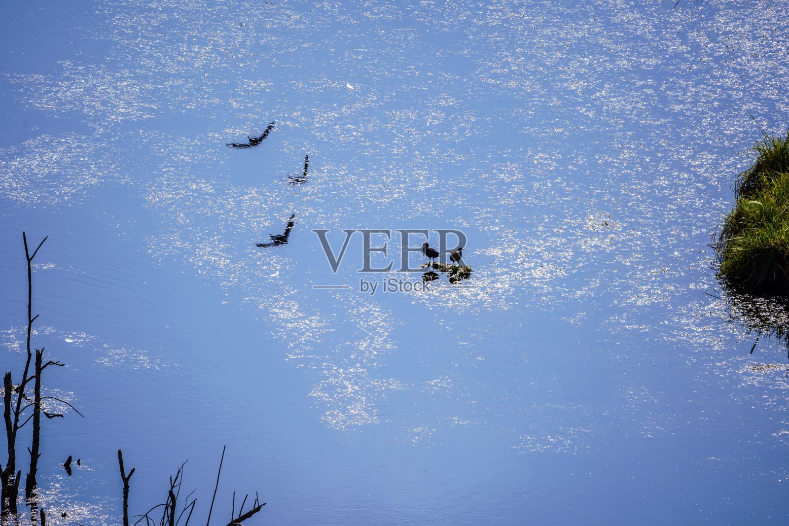 鸟在水面上倒映着白色的斑点照片摄影图片